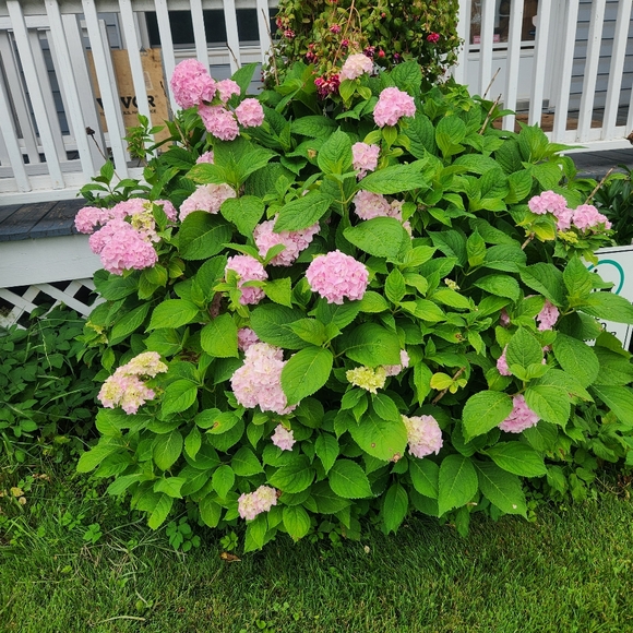 Meet your Posher, Julie H. - Picture 3 of 7